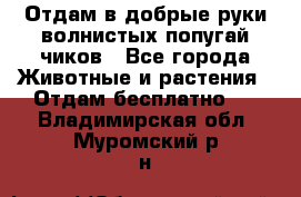 Отдам в добрые руки волнистых попугай.чиков - Все города Животные и растения » Отдам бесплатно   . Владимирская обл.,Муромский р-н